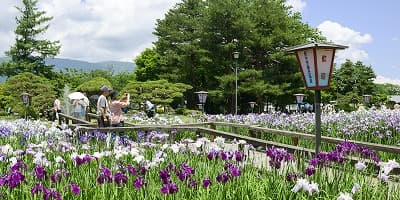 山形県長井市の旅行で訪れた観光名所、あやめ公園