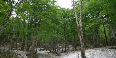 山形県西村山郡の旅行で訪れた観光名所、山形県立自然博物園