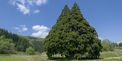 山形県最上郡の旅行で訪れた観光名所、小杉の大杉