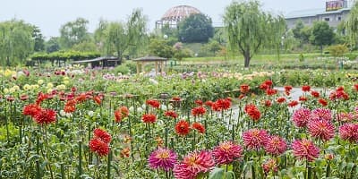 山形県東置賜郡の旅行で訪れた観光名所、やまがた川西ダリア園