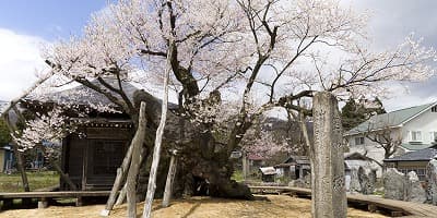 山形県西置賜郡の旅行で訪れた観光名所、薬師桜