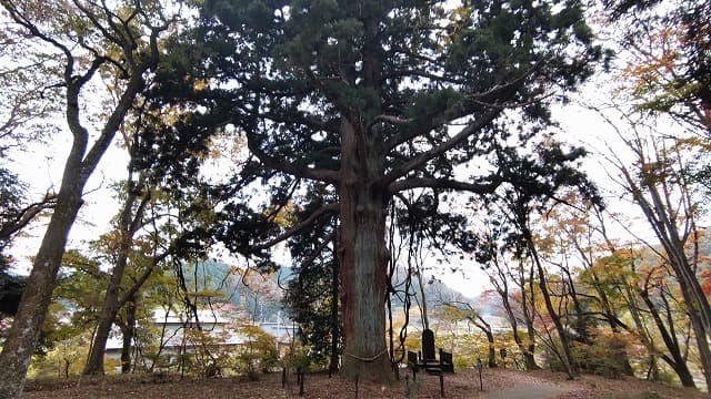 福島県白河市の旅行で訪れた観光名所、白河関跡＿従二位の杉