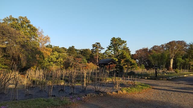 福島県須賀川市の旅行で訪れた観光名所、須賀川牡丹園