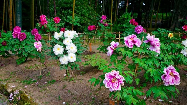 福島県須賀川市の旅行で訪れた観光名所、須賀川牡丹園