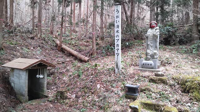 福島県大沼郡の旅行で訪れた観光名所、うがい清水のアカマツ