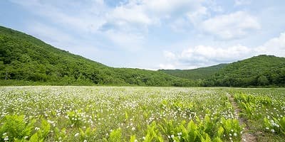 福島県南会津郡の旅行で訪れた観光名所、宮床湿原