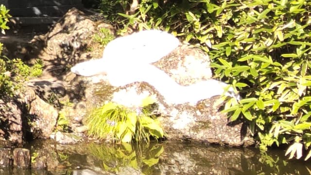 栃木県宇都宮市の旅行で訪れた観光名所、大谷寺（大谷観音）の白蛇