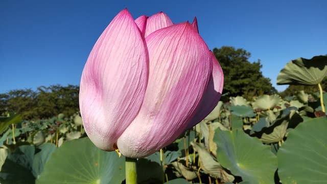 埼玉県行田市の旅行で訪れた観光名所、古代蓮の里の行田蓮