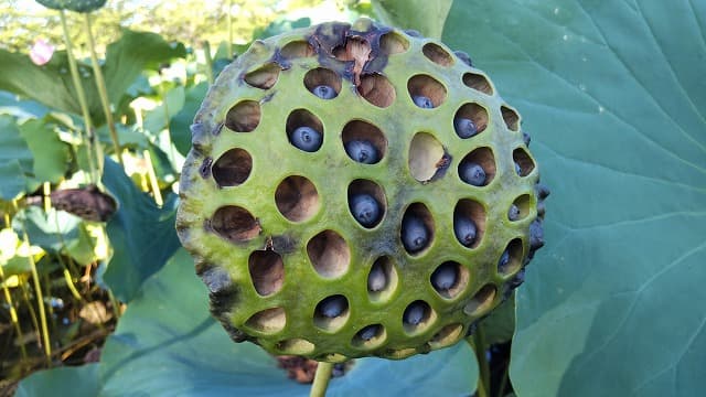 埼玉県行田市の旅行で訪れた観光名所、古代蓮の里の行田蓮の花托