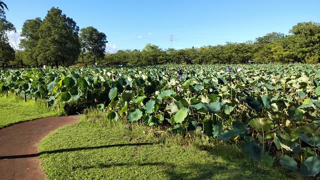 埼玉県行田市の旅行で訪れた観光名所、古代蓮の里のハス池