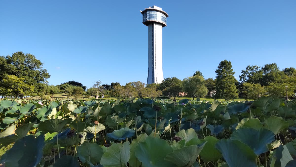 埼玉県行田市の旅行で訪れた観光名所、八幡山古墳