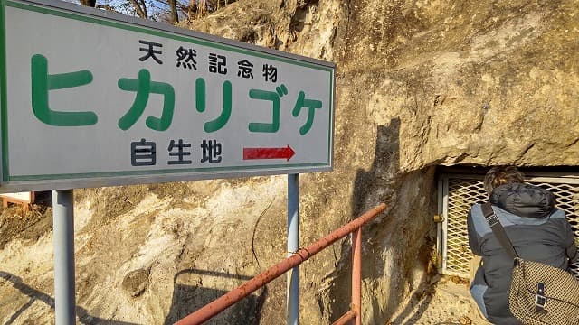 埼玉県比企郡の旅行で訪れた観光名所、吉見百穴のヒカリゴケ