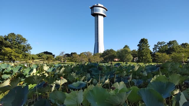 埼玉県行田市の旅行で訪れた観光名所、古代蓮の里