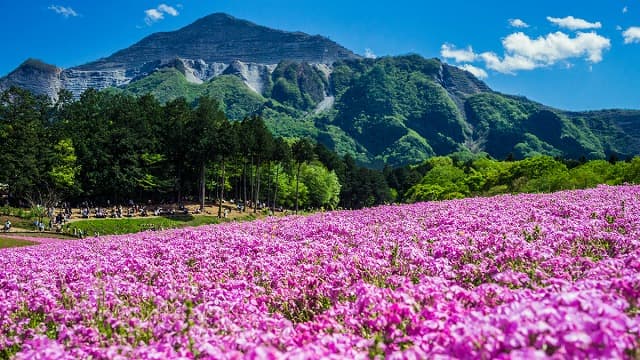 埼玉県秩父市の旅行で訪れた観光名所、羊山公園