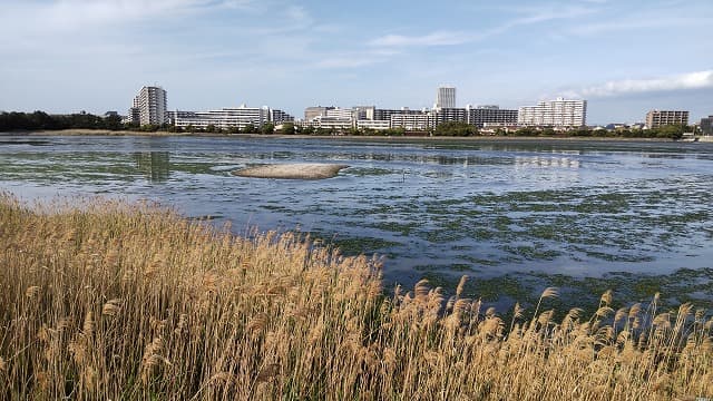 千葉県習志野市の旅行で訪れた観光名所、谷津干潟公園