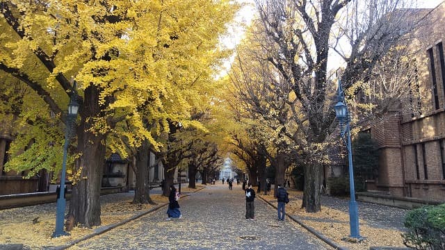 東京都文京区の旅行で訪れた観光名所、東京大学銀杏並木