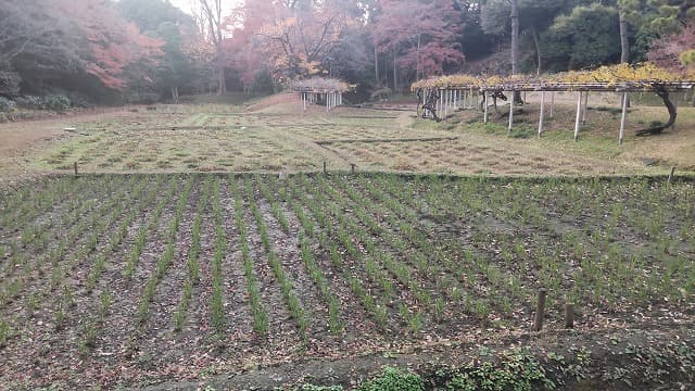 東京都文京区の旅行で訪れた観光名所、小石川後楽園の稲田