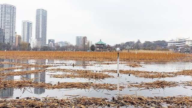 東京都台東区の旅行で訪れた観光名所、不忍池