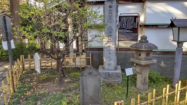 東京都目黒区の大鳥神社のオオアカガシ