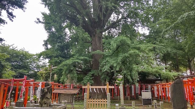 東京都豊島区の鬼子母神の大公孫樹