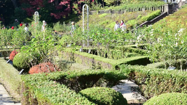 東京都北区の旧古河庭園の西洋庭園