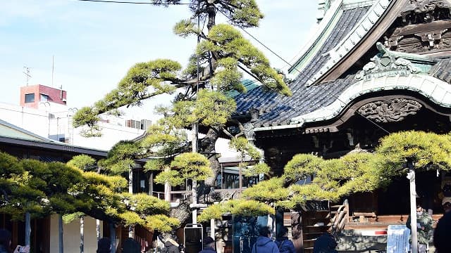 東京都葛飾区の柴又帝釈天の瑞龍の松