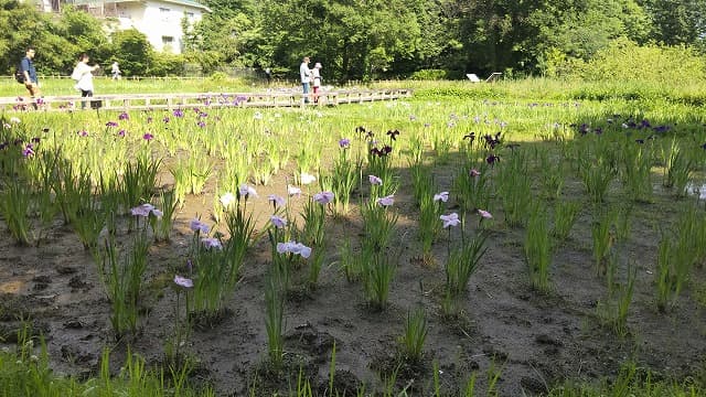 神代植物公園水生植物園