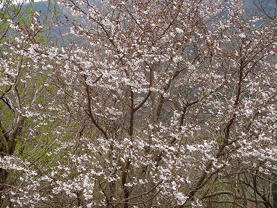 ウメの花