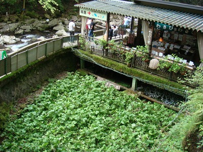 静岡県伊豆市の旅行で訪れた観光名所、浄蓮の滝のわさび田