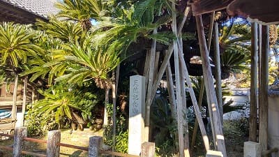 静岡県伊豆市の旅行で訪れた観光名所、能満寺ソテツ