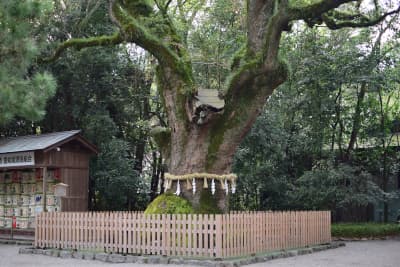 愛知県名古屋市の旅行で訪れた観光名所、熱田神宮の大楠