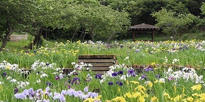 愛知県田原市の旅行で訪れた観光名所、初立池公園