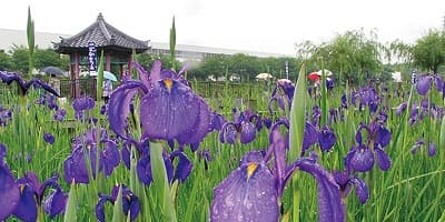 愛知県知多郡の旅行で訪れた観光名所、花かつみ園