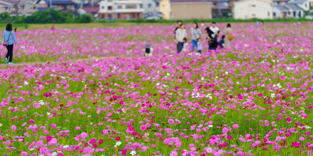 三重県員弁郡の旅行で訪れた観光名所、コスモス畑