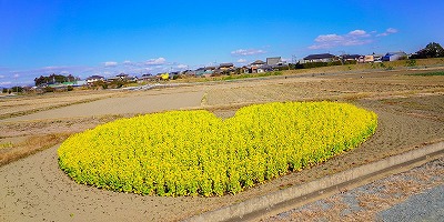 三重県津市の旅行で訪れた観光名所、ハートの菜の花