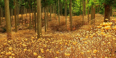 三重県津市の旅行で訪れた観光名所、ミツマタ群生地