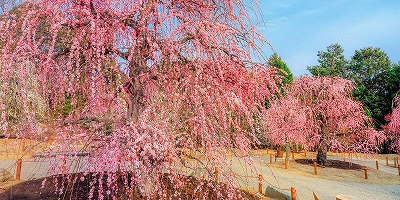 三重県津市の旅行で訪れた観光名所、レッドヒルヒーサーの森