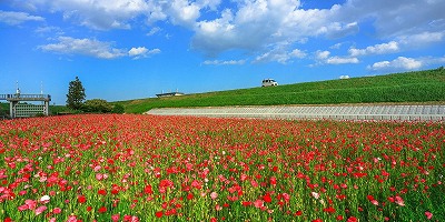 三重県津市の旅行で訪れた観光名所、雲出川河川敷のポピー畑