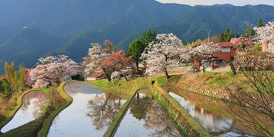 三重県津市の旅行で訪れた観光名所、三多気の桜