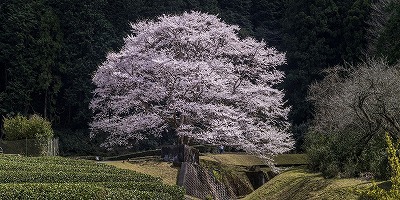 三重県津市の旅行で訪れた観光名所、竹原の淡墨桜