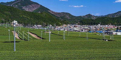 三重県松坂市の旅行で訪れた観光名所、粥見の茶畑