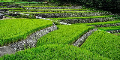 三重県松坂市の旅行で訪れた観光名所、深野の段々田