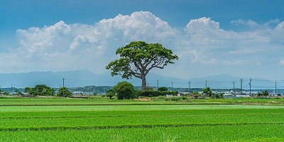 三重県鈴鹿市の旅行で訪れた観光名所、長太の大楠