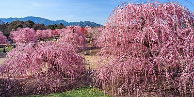 三重県鈴鹿市の旅行で訪れた観光名所、鈴鹿の森庭園