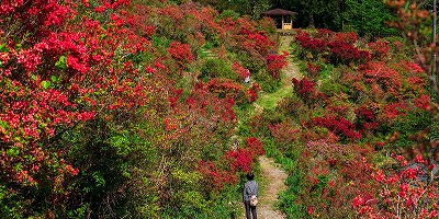 三重県度会郡の旅行で訪れた観光名所、太平ツツジ山