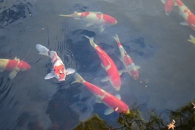 兵庫県姫路市の旅行で訪れた観光名所、好古園