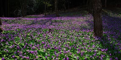 兵庫県丹波市の旅行で訪れた観光名所、