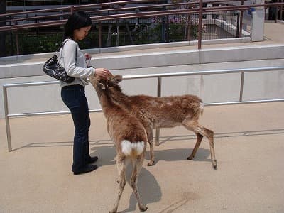 広島県廿日市市の旅行で訪れた観光名所、厳島神社にたくさんいる鹿