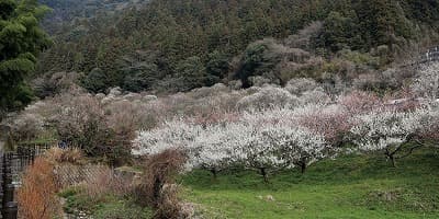 福岡県北九州市の旅行で訪れた観光名所、三岳梅林