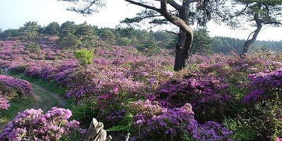 大分県玖珠郡の旅行で訪れた観光名所、万年山